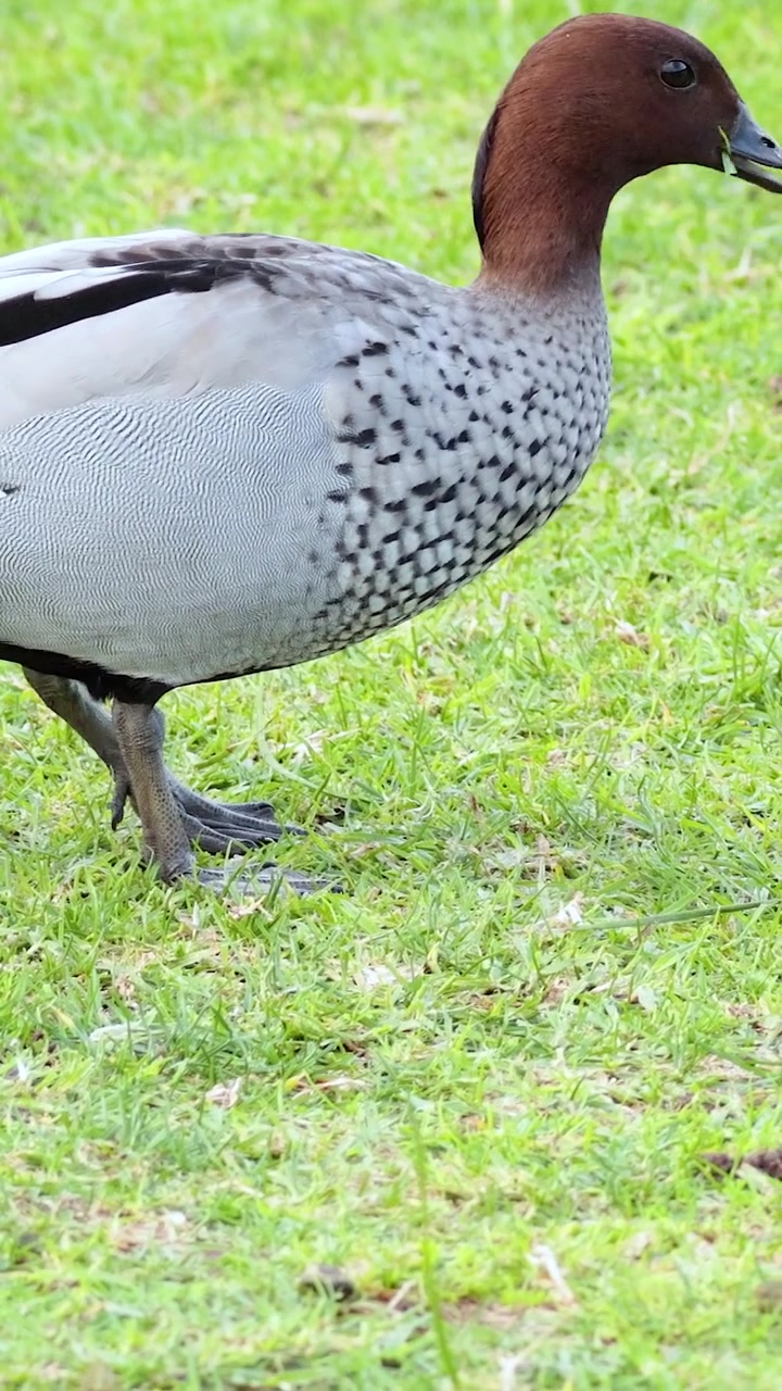 Un'anatra dalla testa marrone cerca cibo su un prato verde lussureggiante in un'inquadratura verticale.