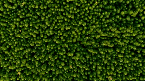 vista superior del campo de cannabis desde un avión no tripulado