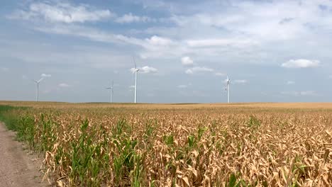 Sonniger-Tag-In-Den-Maisfeldern-Mit-Windrädern,-Die-Sich-Im-Hintergrund-Drehen-4