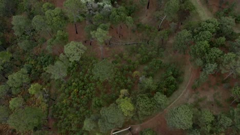 fly over winding road uphill greenery forest in mazamitla, jalisco, mexico