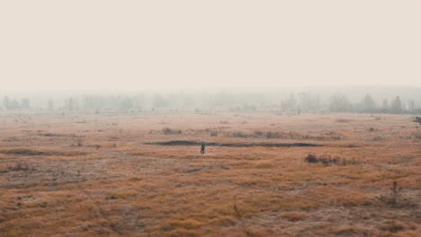 photographer taking pictures in a foggy autumn field,cold mist,czechia