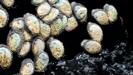 young abalone hurry back to aerated water in tank