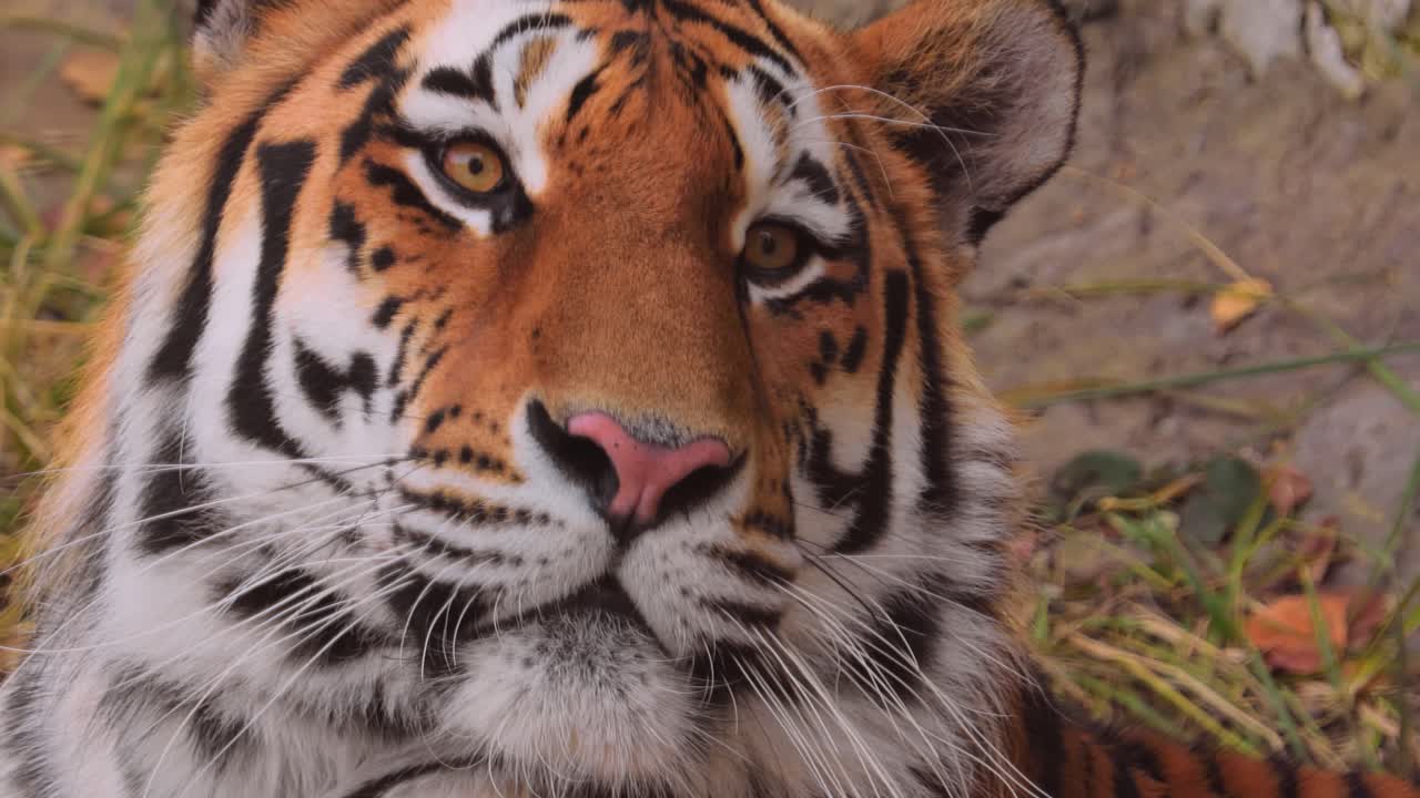 시베리아 호랑이 가까이. 시베리아 호랑이는 개체가 관찰된 지역에 따라 아무르 호랑이, 만주 호랑이, 한국 호랑이, 우수리아 호랑이라고도 불렸습니다.