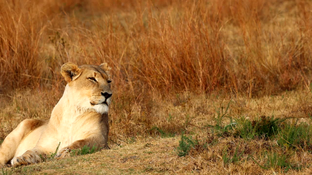 Relaxed lioness lies down resting and checking surroundings at sunset, telephoto