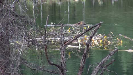 Biber,-Der-Auf-Der-Teichoberfläche-Schwimmt,-Kaut-Auf-Grünen-Zweigen-Und-Blättern