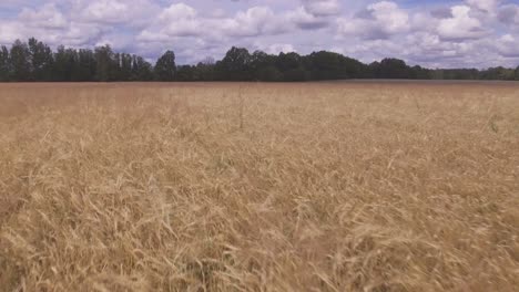 landwirtschaftliches feld. niedrige drohne aus der luft, die rückwärts fliegt