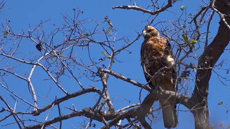 a galapagos hawk sits in a tree hunting for prey