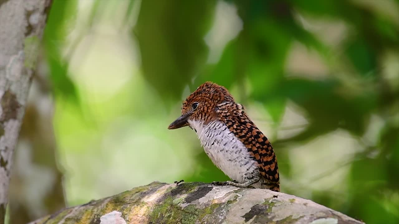 un martín pescador de árboles y una de las aves más hermosas que se encuentran en tailandia dentro de las selvas tropicales