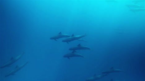 gran escuela de ballenas piloto nadando debajo del océano azul profundo