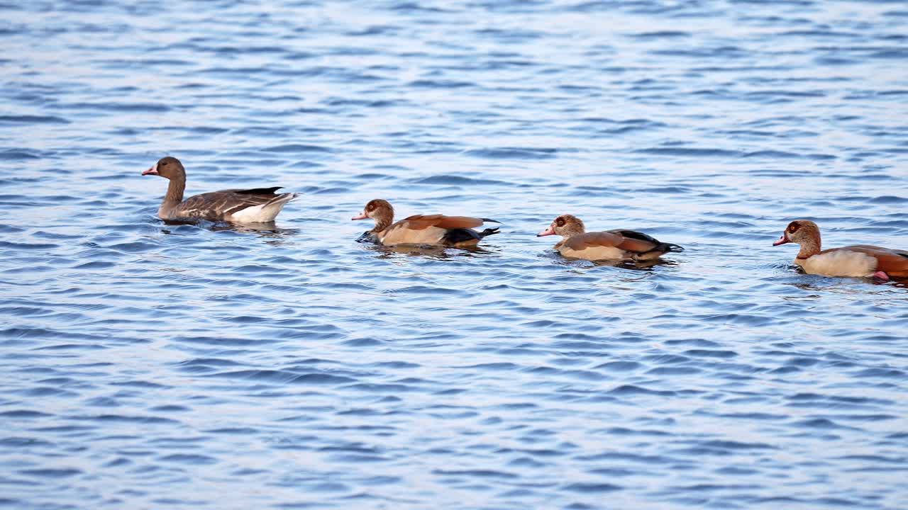 Geese swimming in a lake in a row