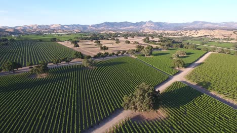 Hermosa-Antena-De-Viñedos-En-California,-La-Denominación-Del-Valle-De-Santa-Ynez-En-Wine-Country-1