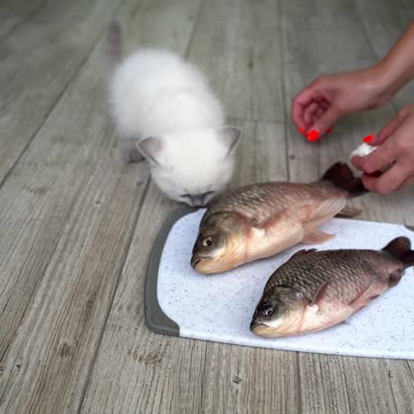 cat examines plate of fish