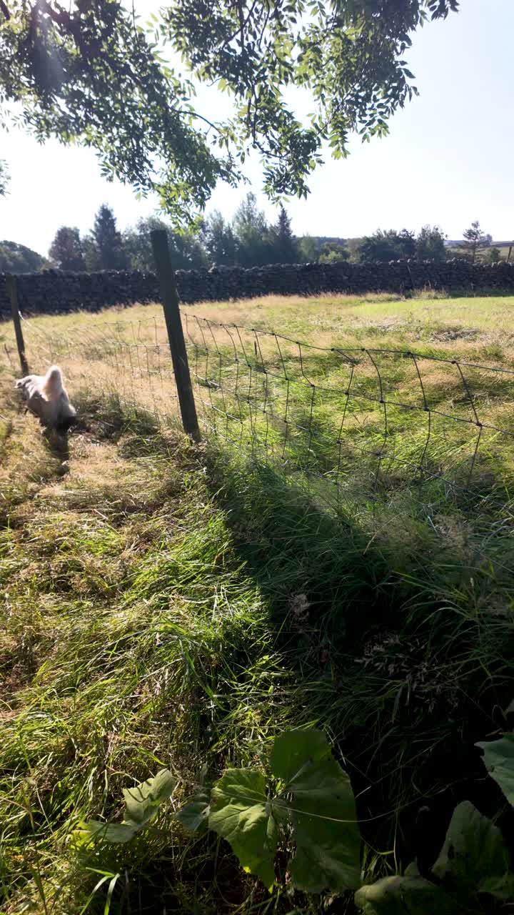 Golden labrador retriever che urina vicino a una recinzione di una fattoria, marcando il suo territorio in un ambiente rurale