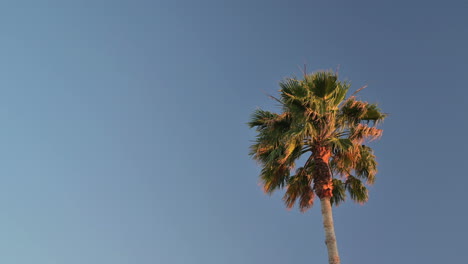 coastal palm tree in light of setting sun against clear sky