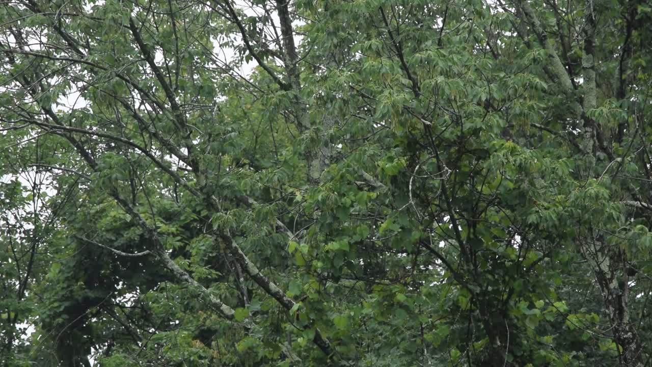 Rain by the Northeast forest