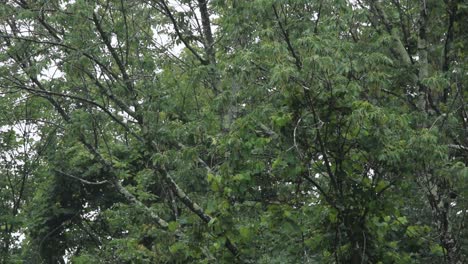 Regen-Am-Nordöstlichen-Wald