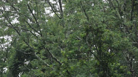 Rain by the Northeast forest