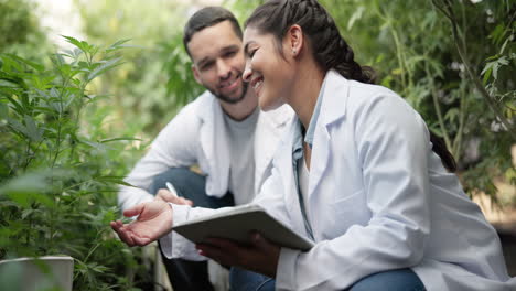 scientists examining cannabis plants in a greenhouse