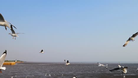 4k de hombre alimentando a las gaviotas en bang pu samut prakan, tailandia