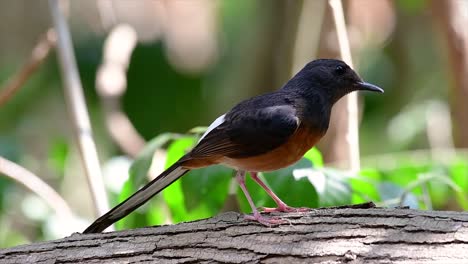 Die-Weißbürtige-Shama-Ist-Einer-Der-Häufigsten-Vögel-In-Thailand-Und-Kann-Leicht-In-Stadtparks,-Landwirtschaftsflächen,-Bewaldeten-Gebieten-Und-Den-Nationalparks-Beobachtet-Werden