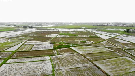 a rice field in hoi an, vietnam, a boom shot captured by a drone