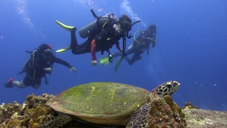 hawksbill turtle at hin wong pinnacle koh tao-5