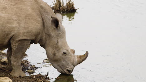 Majestic-white-rhino-ceratotherium-simum-drinks-water-in-close-up-shot