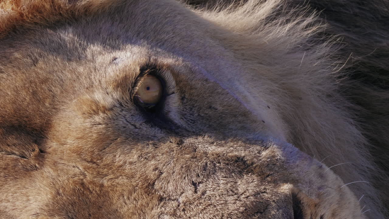 Starý lev odpočívající v deltě Okavanga, Botswana – detailní záběr