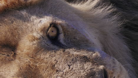 Un-Viejo-León-Macho-Descansando-En-El-Delta-Del-Okavango,-Bostwana---Primer-Plano