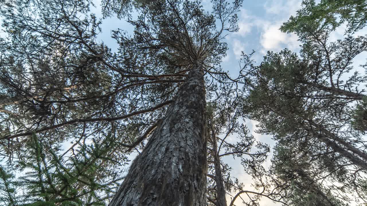 Bue sky and thin white clouds are seen through the canopy of the pine forest