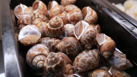 caracoles de mar crudos frescos en cubo