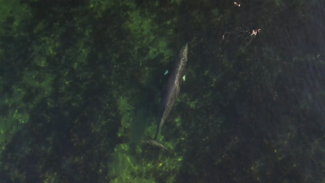 ballena minke nadando en aguas poco profundas en el este de quebec