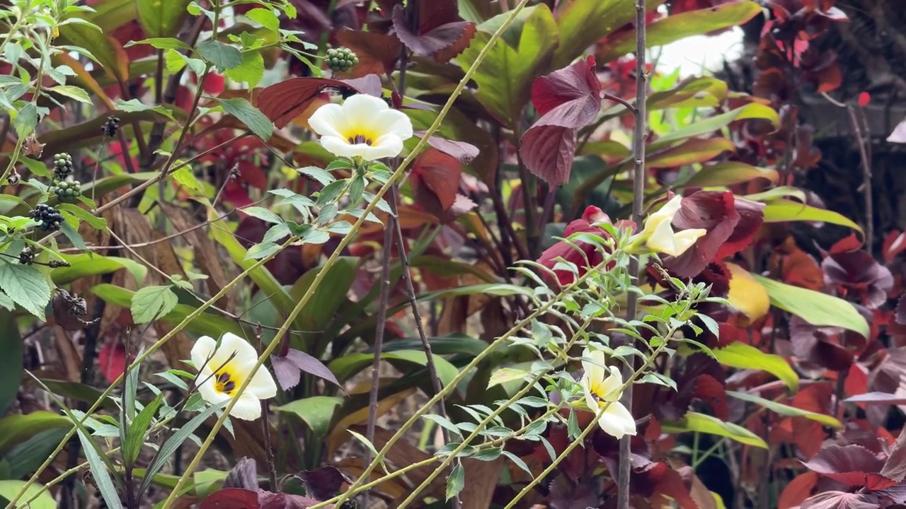 Fiori bianchi di Turnera Subulata che sbocciano in un giardino tropicale