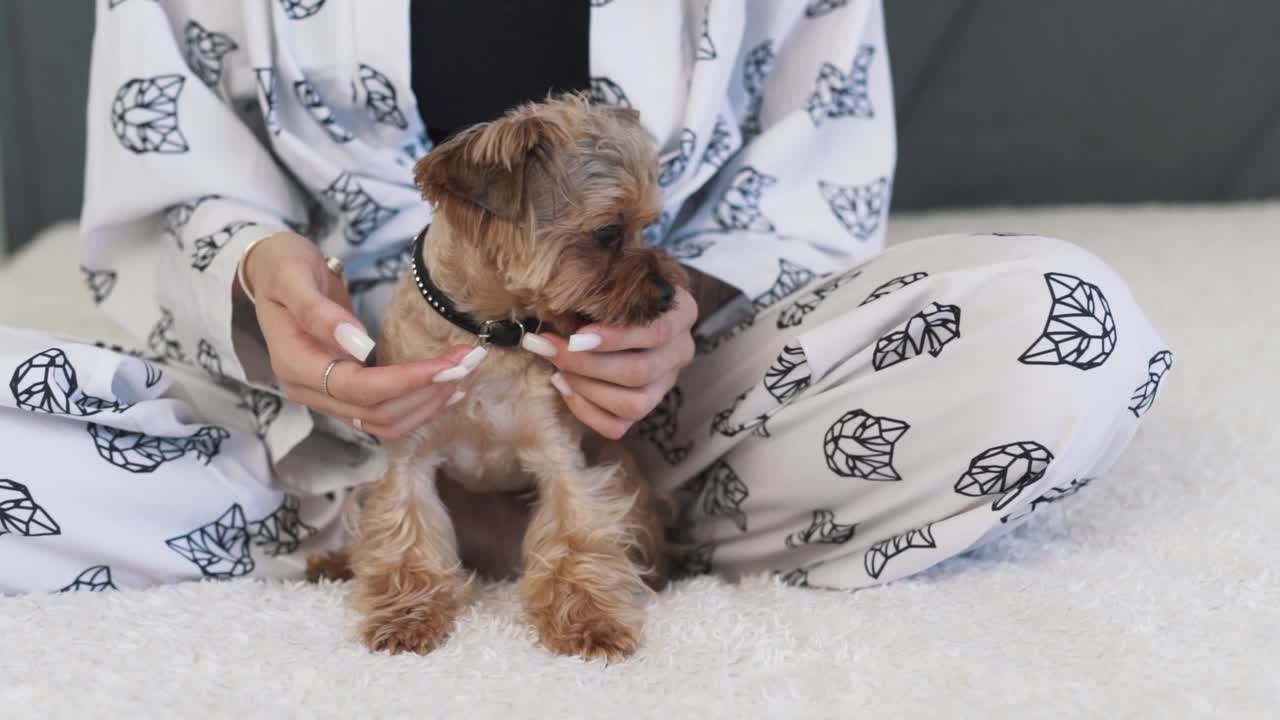 close-up portrait of a Yorkshire Terrier sitting next to a girl on a bed, well-groomed and licking the woman's hands