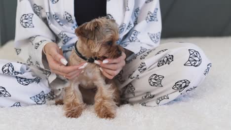 close-up portrait of a yorkshire terrier sitting next to a girl on a bed, well-groomed and licking the woman's hands