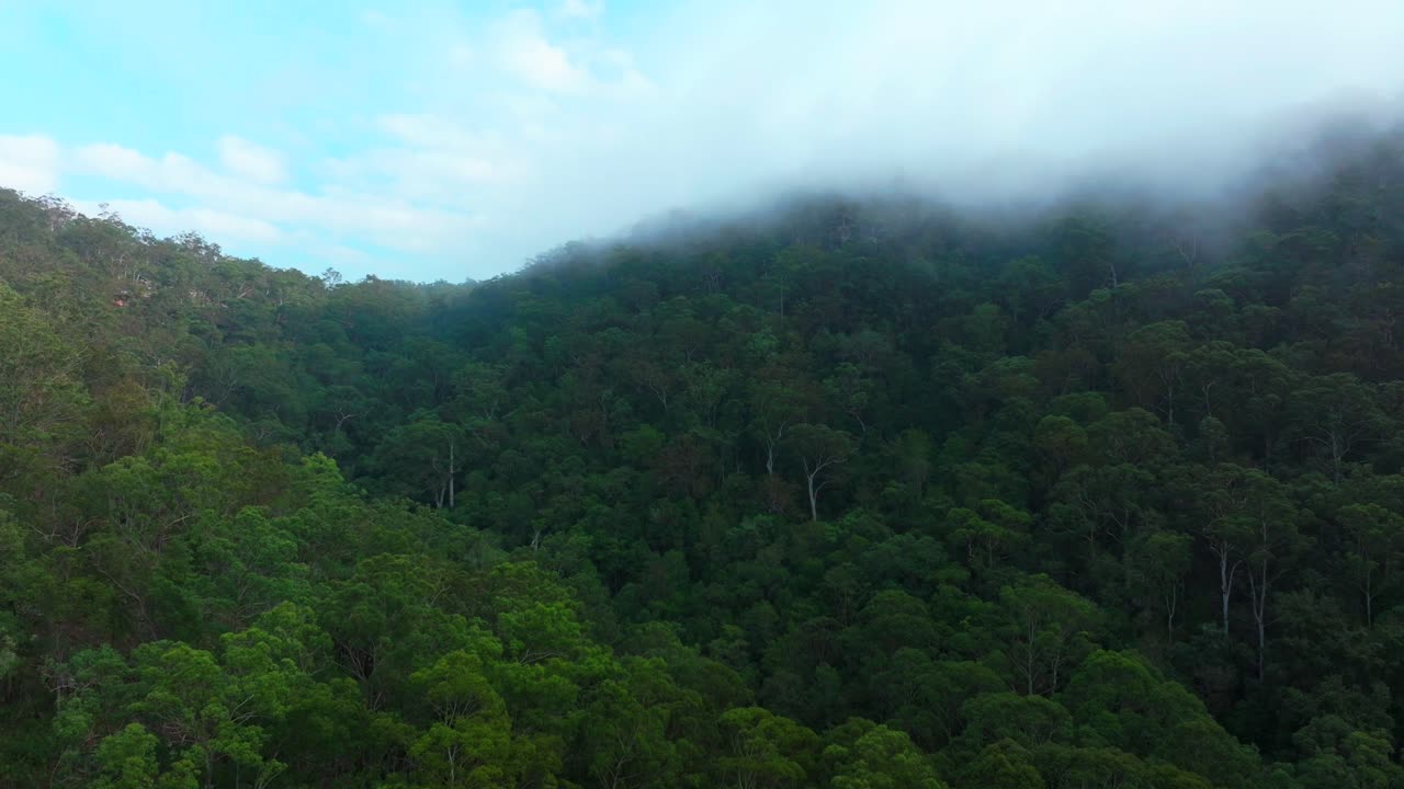 Misty Mountain Forest