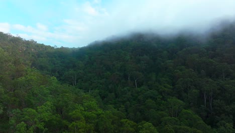 misty mountain forest