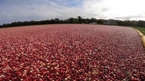 Cranberries-in-a-bog-wait-to-be-collected-for-the-annual-cranberry-harvest-in-central-Wisconsin