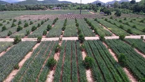 Pineapple-farm-in-Thailand-aerial-shot-on-DJI-PT4