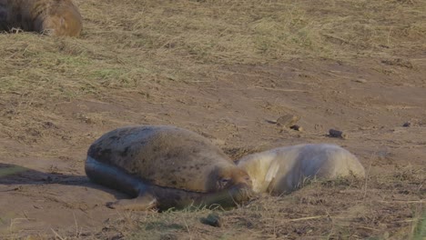 La-Temporada-De-Cría-De-Focas-Grises-Del-Atlántico-Presenta-Cachorros-Recién-Nacidos-Con-Pelaje-Blanco-Y-Madres-Que-Los-Cuidan-Bajo-El-Sol-Vespertino-De-Noviembre.