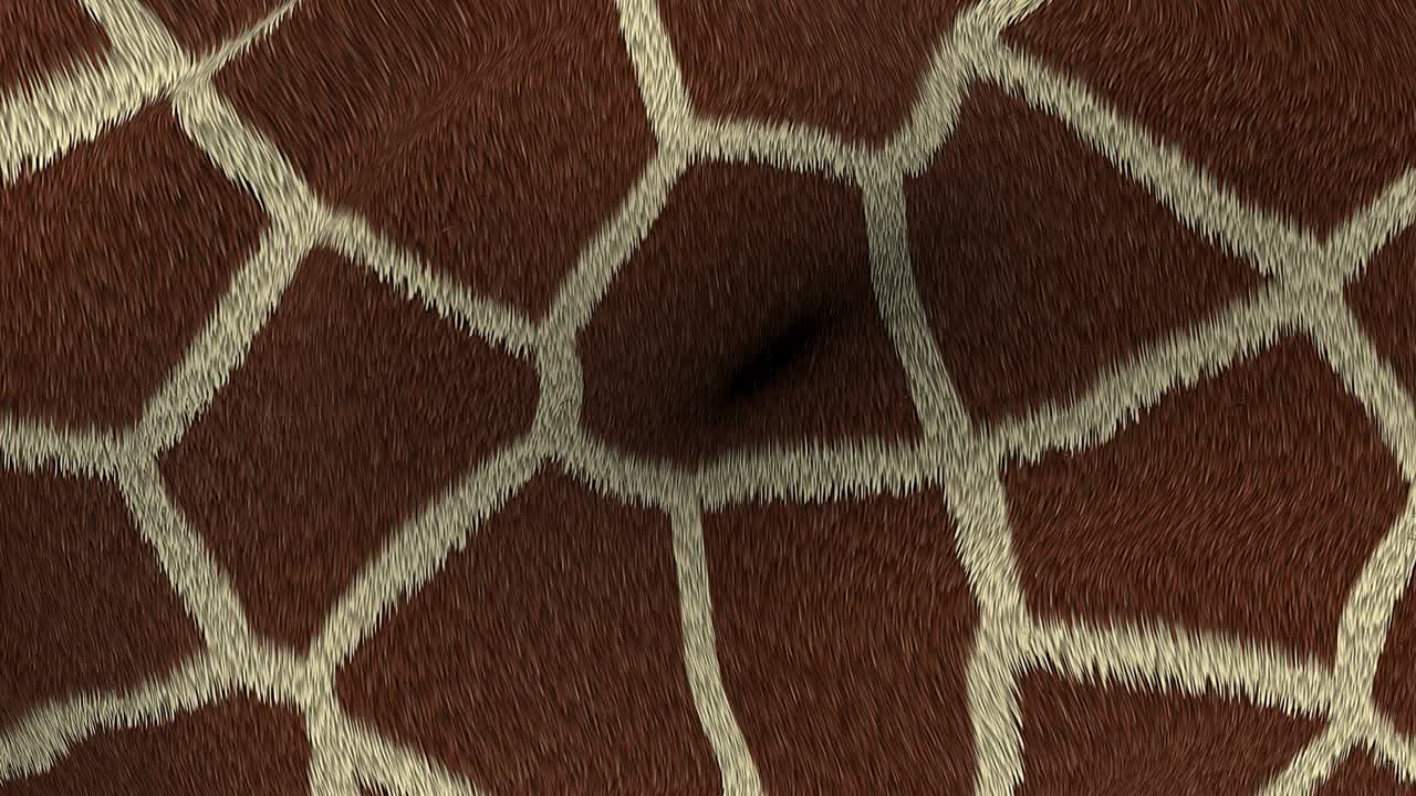 el bucle de textura animado de pelaje de jirafa en 4k.