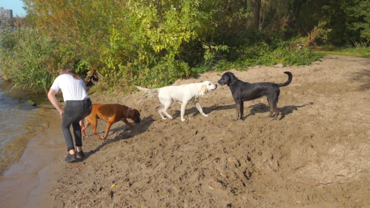 다른 개에게 걸어가는 개