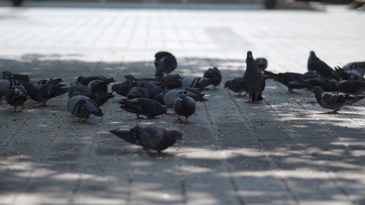거리에서 비둘기