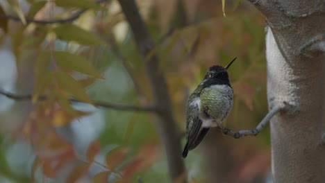 Rack-Fokus-Von-Kolibri-4k