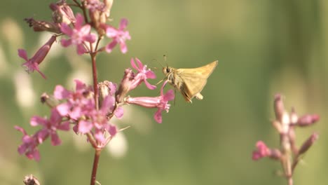 butterfly large skipper (ochlodes sylvanus) shot on super slow motion camera 1000 fps.