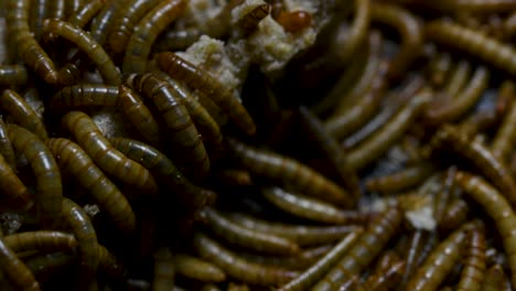 the mealworm is a species of darkling beetle used to feed pets like fish, snakes, birds, and frogs