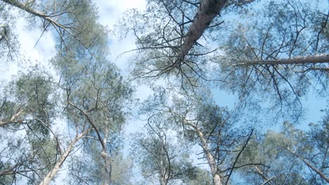 Surround-Aufnahme-Des-Bewölkten-Himmels-Im-Wald