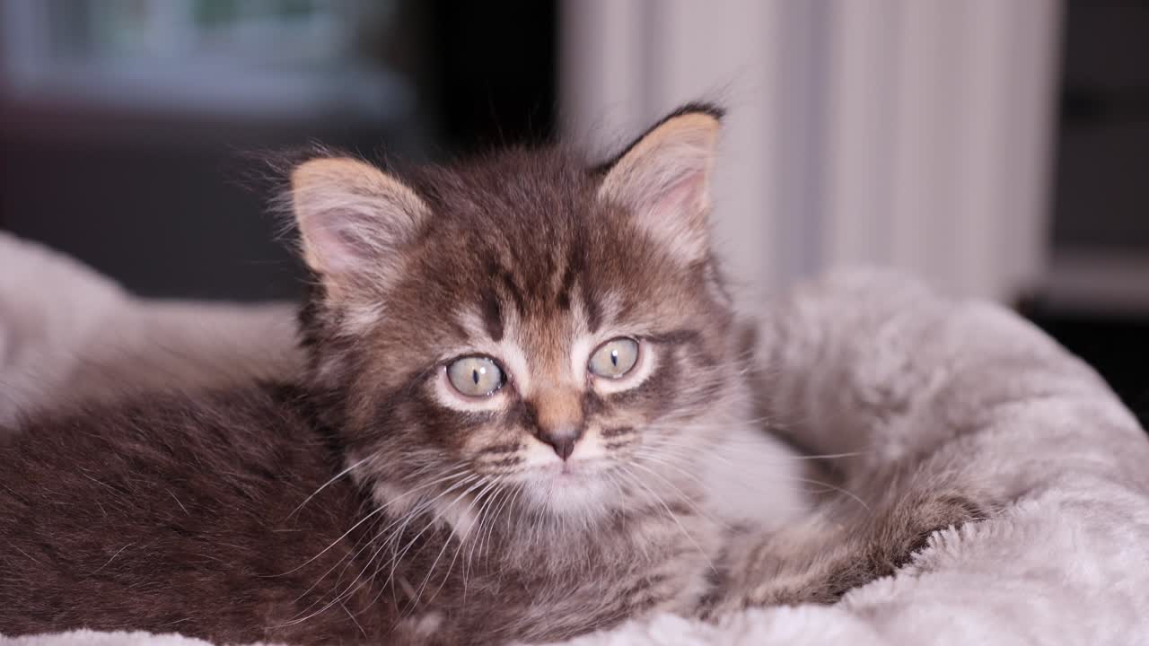 Little Cute Mainecoon Kitten lonely