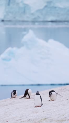 Pinguine-Und-Eisberg-In-Der-Winterlandschaft-In-Der-Antarktis,-Eselspinguin-In-Wunderschöner-Landschaft,-Wildtiere-Und-Tiere-Auf-Der-Antarktischen-Halbinsel,-Vertikales-Video-Für-Soziale-Medien,-Instagram-Reels-Und-Tiktok