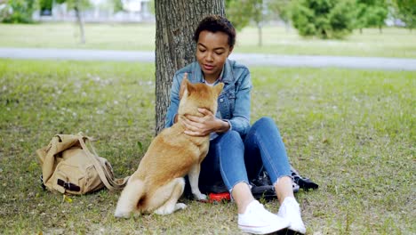 dog owner african american girl is feeding shiba inu puppy then petting it relaxing in the park in summer. loving animals, taking care of pets and outdoor rest concept.